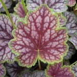 heuchera-beauty-colour-1-qpr-150x150