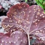 heuchera-rust-e-qpr1-150x150