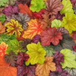 heuchera_mix_large-150x150