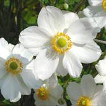 japanese-anemone