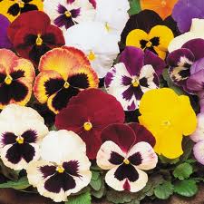 pansies