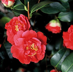 Camellia-japonica