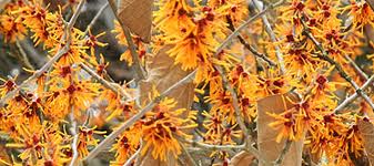 Witch Hazel