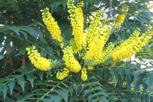 8308-Mahonia-X-media-Winter-Sun