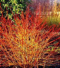 Cornus_sang_Midwinter_Fire