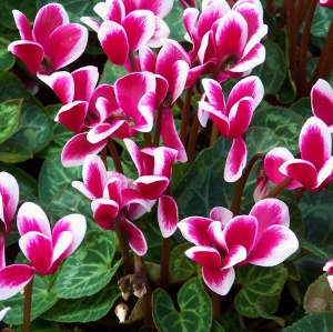 Cyclamen