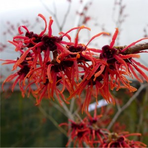 Hamamelis Intermedia