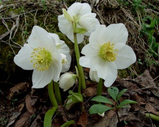 Helleborus-niger