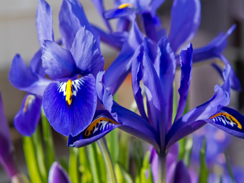 Blue iris and purple crocus in flowerbed in spring.