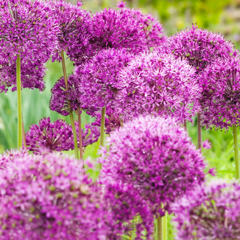 Alliums