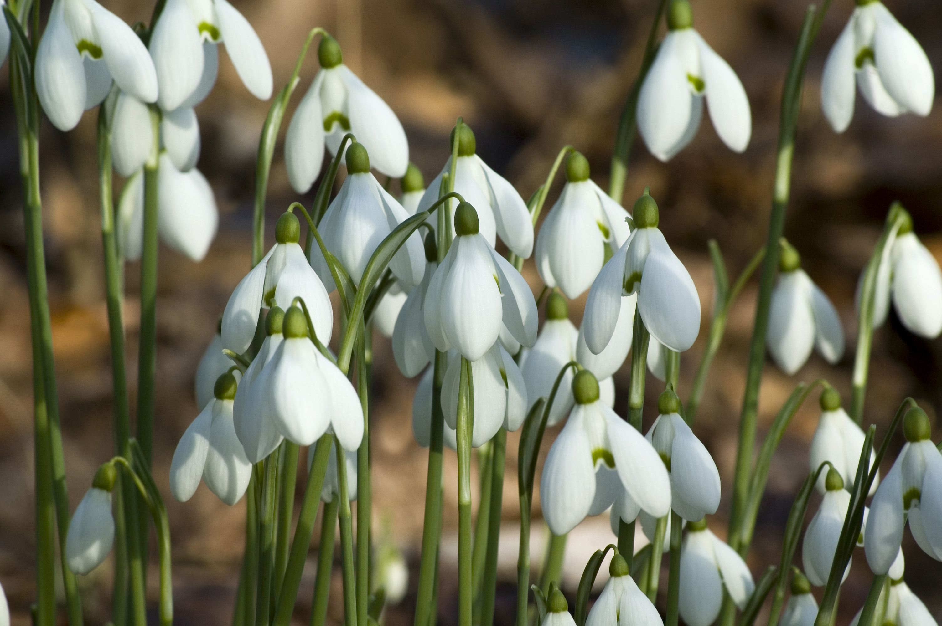 Galanthus Mrs Backhouse