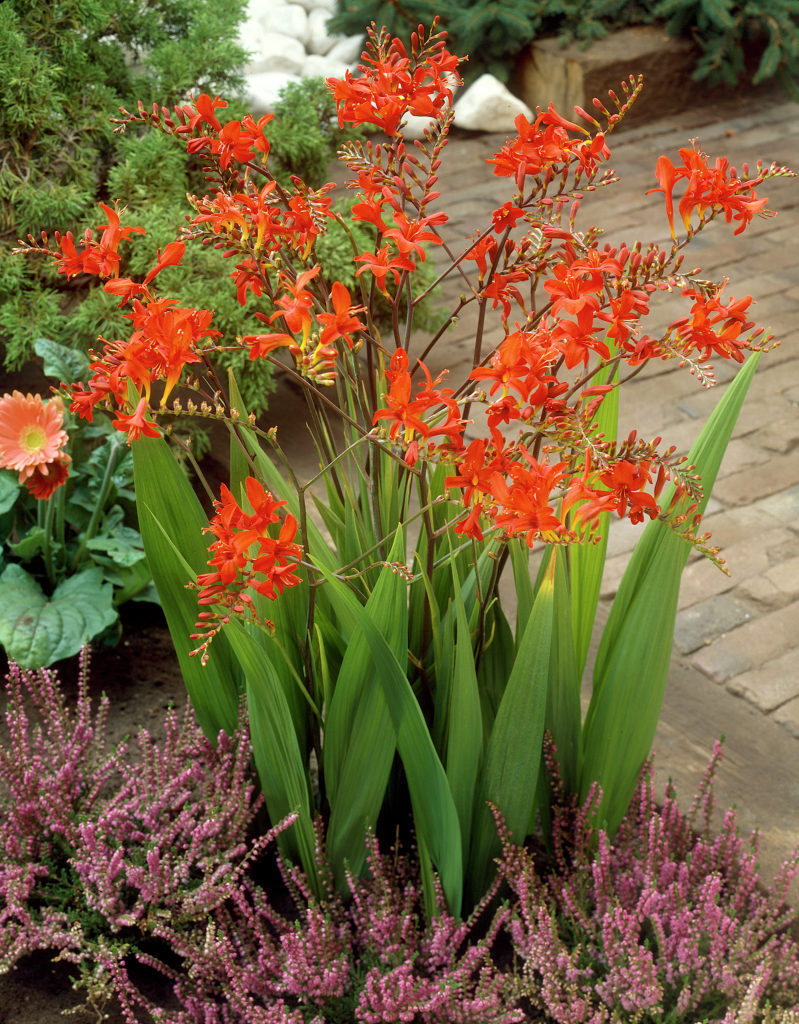 Crocosmia crocosmiiflora Lucifer