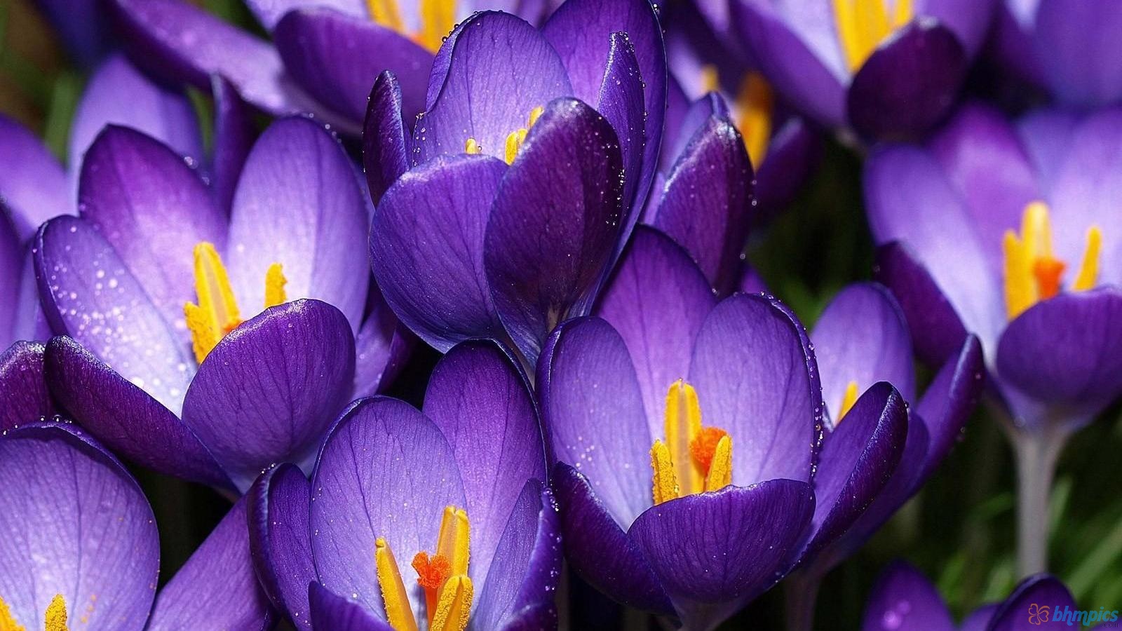 crocus