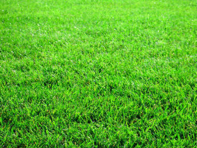 fresh cut grass