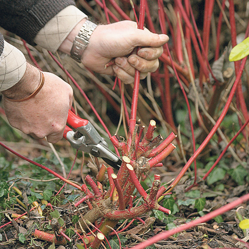 pruning dogwood