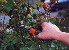 pruning a rose