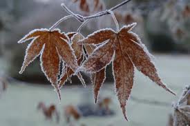 Frosted Acer