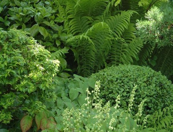 Things To Know When You Have A Garden In Shade 2