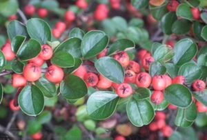 Cotoneaster hedge
